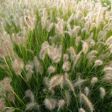 Pennisetum alopecuroides Goldstrich