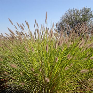 Pennisetum alopecuroïdes Magic