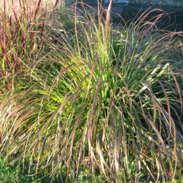 Pennisetum alopecuroïdes National Arboretum