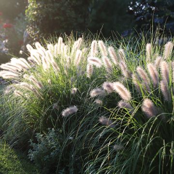 Pennisetum alopecuroïdes Piglet