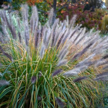 Pennisetum alopecuroïdes Red Head