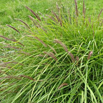 Pennisetum incomptum