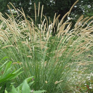 Pennisetum macrourum