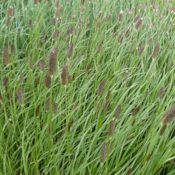 Pennisetum massaicum Red Button