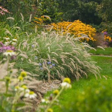 Pennisetum orientale Shogun