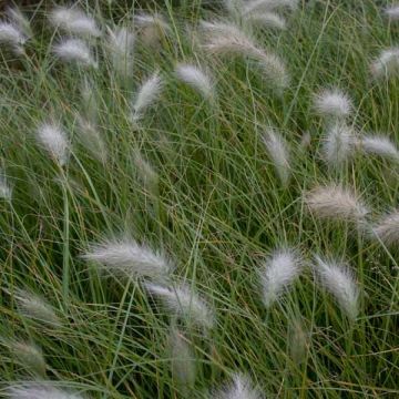 Pennisetum villosum - Penniseto lanceolato