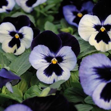 Viola Alpha F1 Moonlight