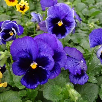 Viola F1 Carrera Blue With Blotch