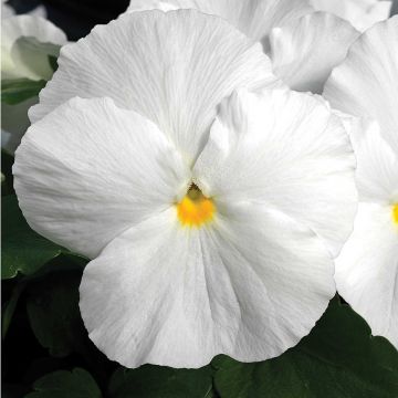 Viola F1 Carrera White