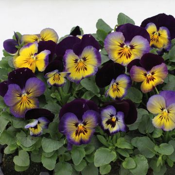 Viola Matrix F1 Midnight Glow