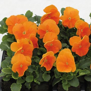 Viola Matrix F1 Orange Deep