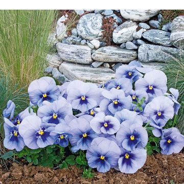 Viola inspire Metallic Blue Blotch