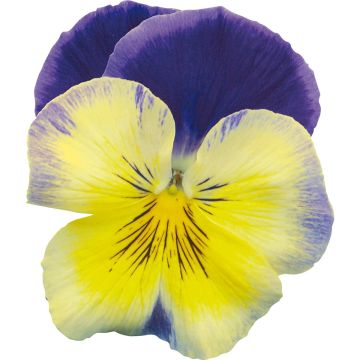 Viola Prim up Blue Yellow Splash