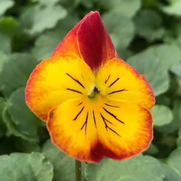 Viola Ultima Radiance F1 Red