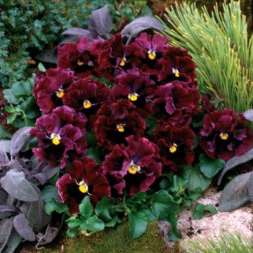 Viola Frizzle F1 Burgundy