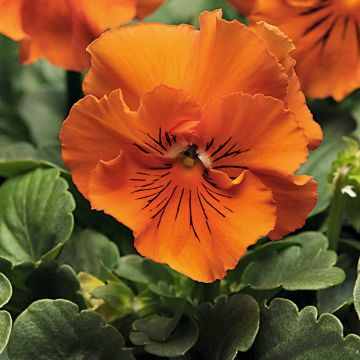 Viola Frizzle F1 Orange