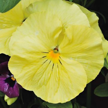 Viola F1 Raviola Pure Lemon