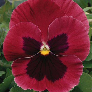 Viola Matrix F1 Rose Blotch