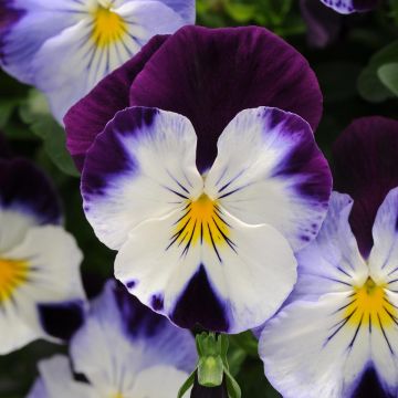 Viola Cool Wave Purple Wing