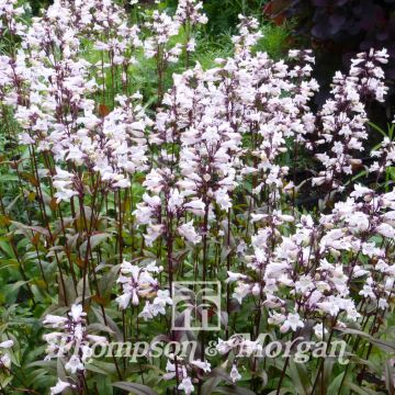 Penstemon digitalis Husker Red (semi)