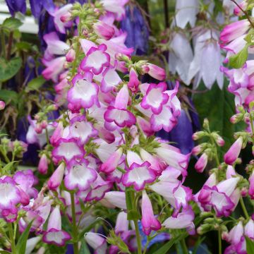 Penstemon Pensham Laura