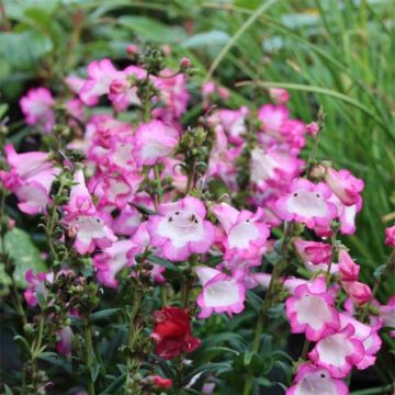 Penstemon Polaris Rose