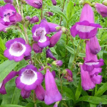 Penstemon Purple Passion