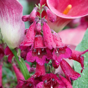 Penstemon Rich Ruby