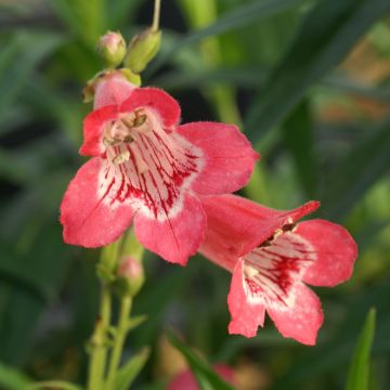 Penstemon Souvenir d'Adrien Régnier