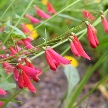 Penstemon barbatus Coccineus