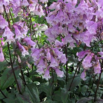 Penstemon digitalis Pocahontas