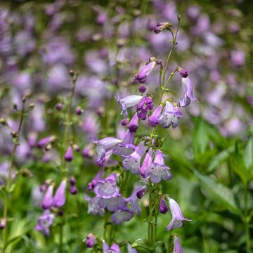 Penstemon Alice Hindley