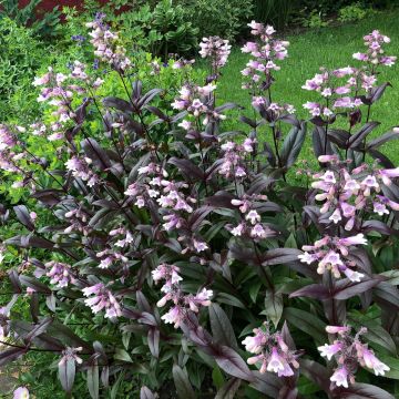 Penstemon digitalis Dark Towers