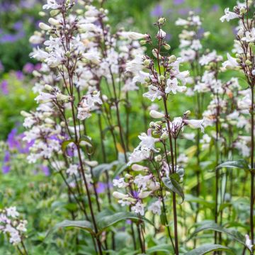 Penstemon digitalis Husker Red