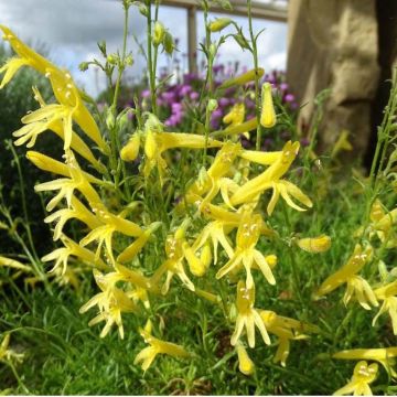 Penstemon pinifolius Mersea Yellow