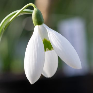 Galanthus elwesii - Bucaneve gigante