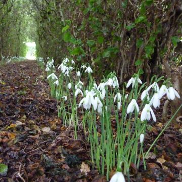 Galanthus reginae-olgae - Bucaneve