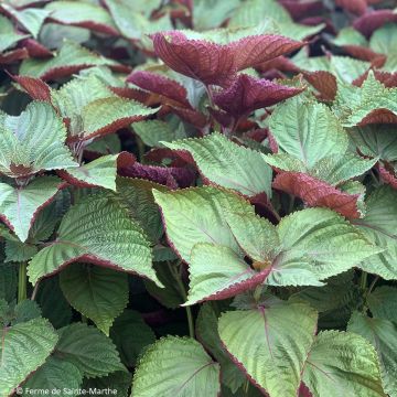 Basilico della Cina de Corée Bicolore ou Shiso