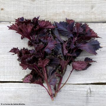 Basilico della Cina Rouge ou Shiso