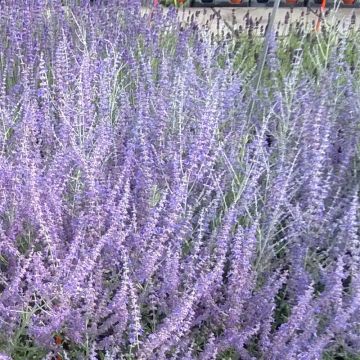 Perovskia atriplicifolia Blue Steel - Salvia russa