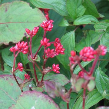 Persicaria Indian Summer