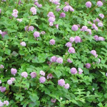 Persicaria runcinata Needham's Form