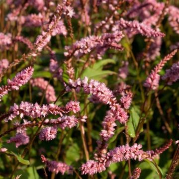 Persicaria amplexicaulis Pink Elephant