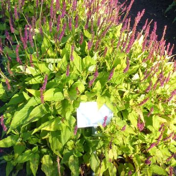 Persicaria amplexicaulis Golden Arrow