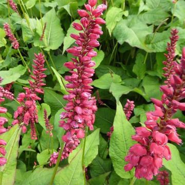 Persicaria amplexicaulis JS Caliente