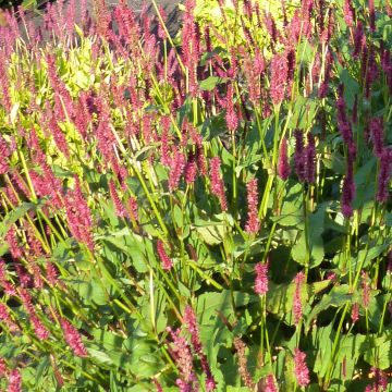 Persicaria amplexicaulis JS Delgado Macho