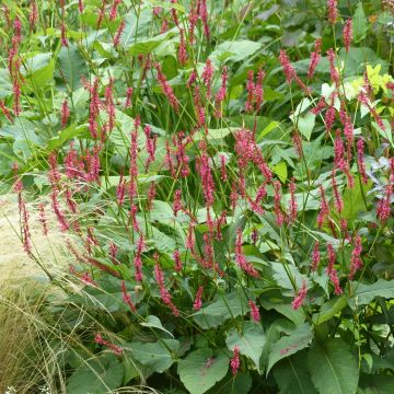 Persicaria amplexicaulis Speciosa