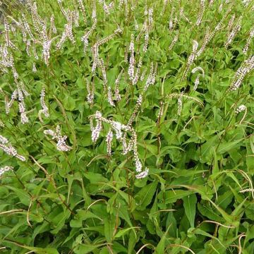 Persicaria amplexicaulis White Eastfield