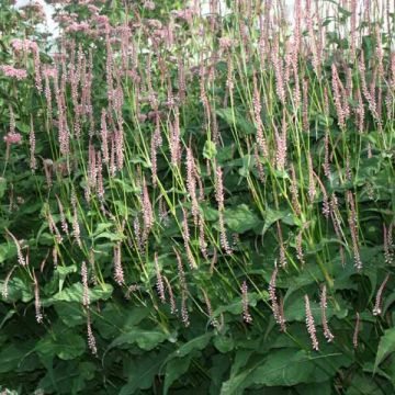 Persicaria amplexicaulis Rosea