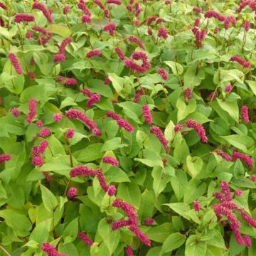 Persicaria amplexicaulis var. pendula